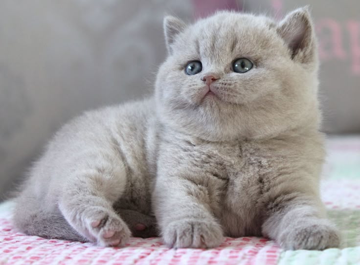 British Shorthair Cats 