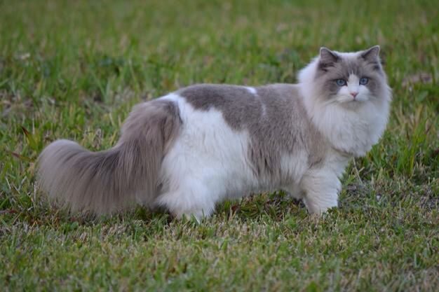 a ragdoll cat