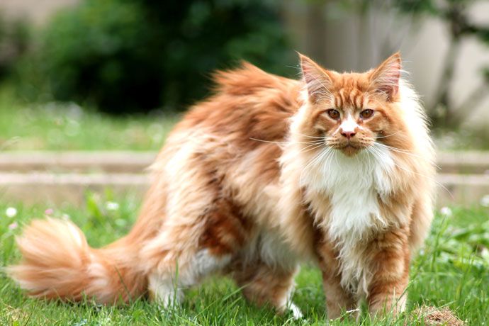 Maine Coon Cats