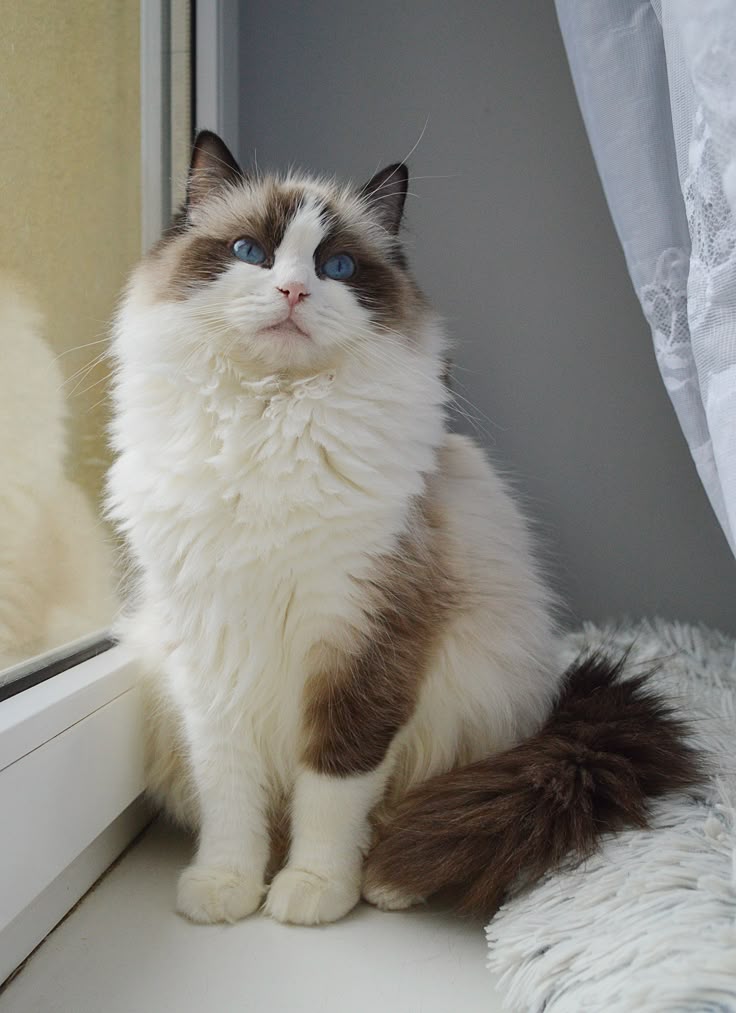 Ragdoll Cats for Sale