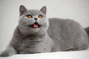 Best British Shorthair