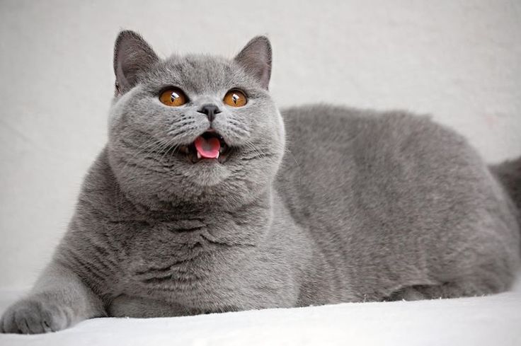 Best British Shorthair