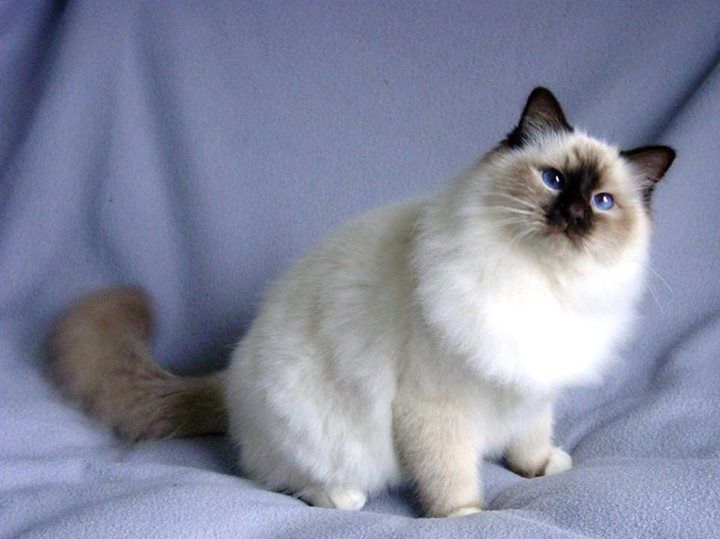Himalayan Cats ​