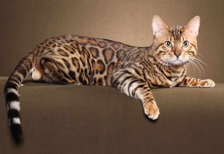 bengal cat breed