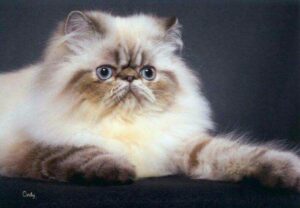 a himalayan cat
