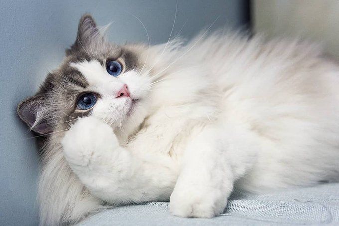Ragdoll Cats 