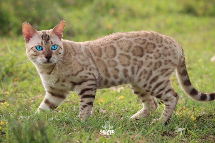 Bengal cats