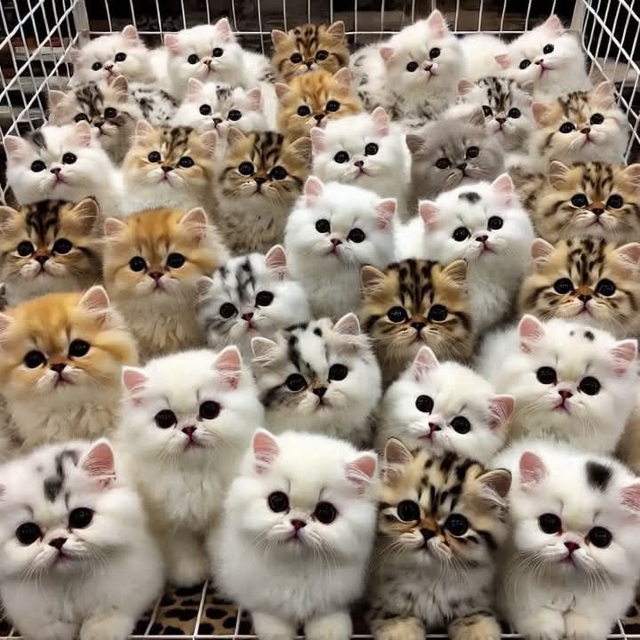 Cats Age Limit
