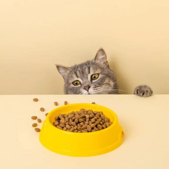 British Shorthair Food