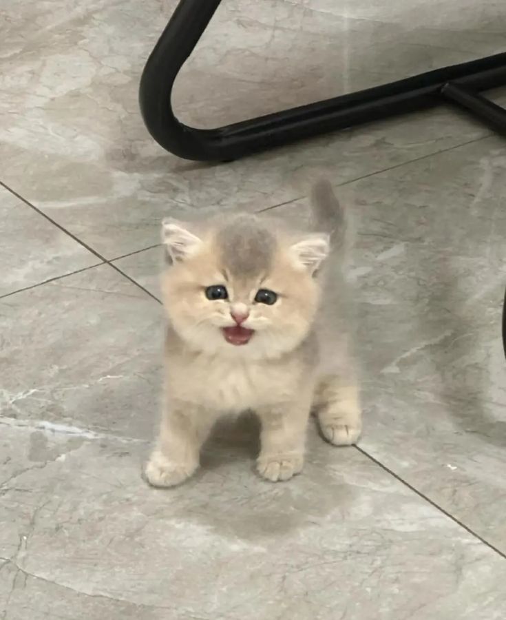 cats baby name