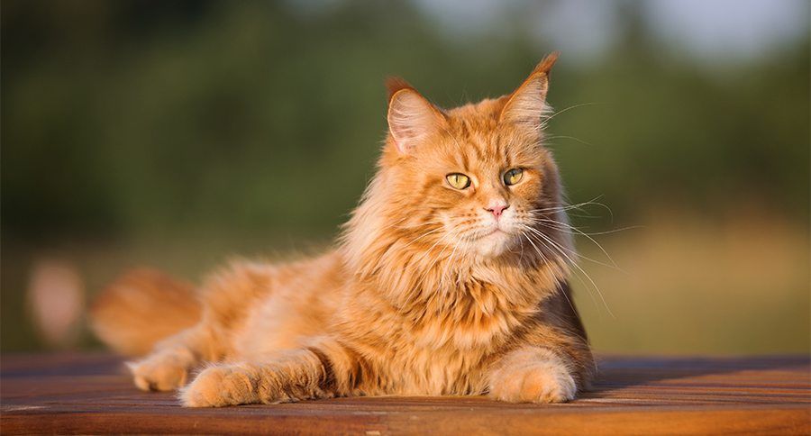 Maine Coon Kittens