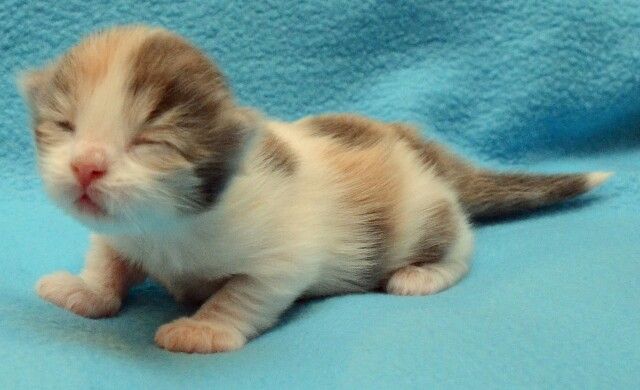 Kittens Are Born Blind and Deaf