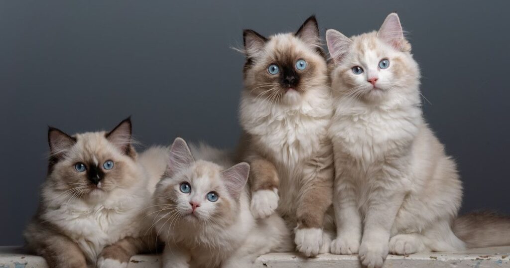 Ragdoll Kittens