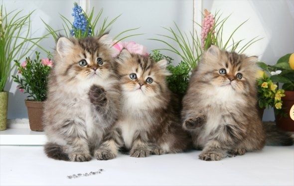Persian Cat