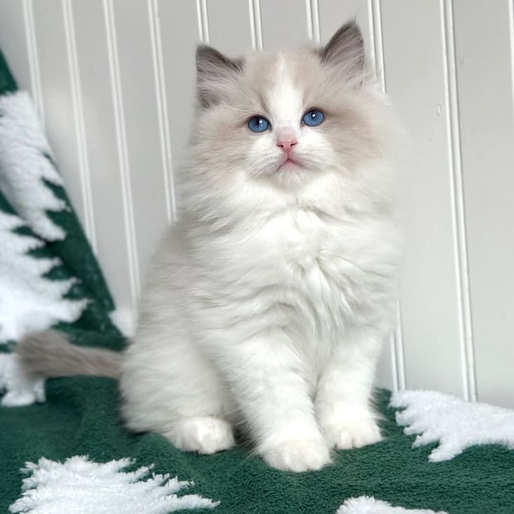 Ragdoll Kittens for Sale