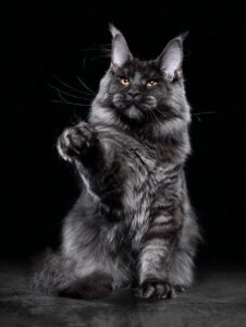 Maine Coon kitten price in India