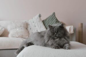 Persian cat price in India 2026
