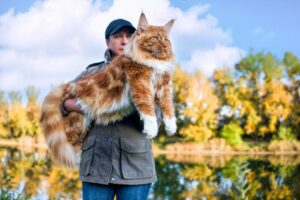 Maine Coon kitten price in India