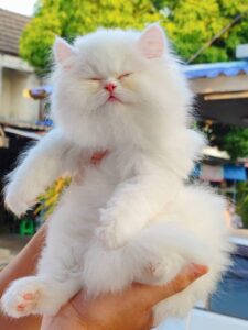 Persian cat price in India 2026