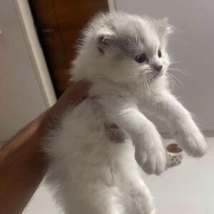Persian cat price in India 2026